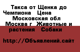 Такса от Щенка до Чемпиона › Цена ­ 10 000 - Московская обл., Москва г. Животные и растения » Собаки   